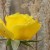 Yellow rose with wheat background