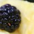 Close up of a blackberry