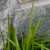 Grass by a stone wall