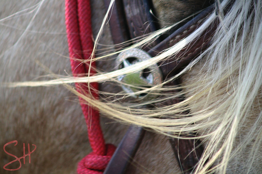 Horse bridle and wind-blown hair