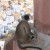 Monkey in Indian fort